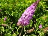 buddleya-davidii-lilac