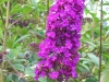 buddleya-davidii-purple