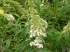 buddleya-davidii-white