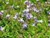 Campanula-posharskyana