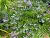 Ceanothus-repens