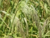calamagrostis-emodensis