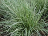 calamagrostis-overdam