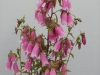 campanula-fairholme-favourite