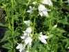 campanula-latifolia-alba