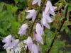 campanula-latifolia-light-blue-form