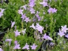 campanula-portenschlagiana