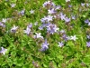 campanula-posharskyana