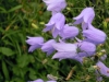 campanula-rotundifolia