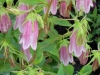 campanula-takisemana-elizabeth