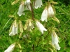campanula-takisemana
