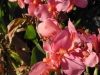 canna-coral
