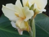 canna-cream