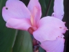 canna-pink-with-dark-leaves