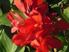 canna-red