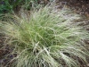 carex-amazon-mist