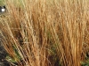 carex-buchanii