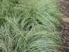 carex-frosted-curls