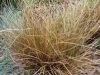 carex-milk-chocolate