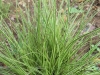 carex-morrowii