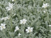 cerastium-tomentosum