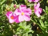 cistus-villosum-magenta