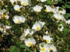 cistus-white