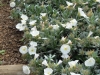 convolvulus-cneorum