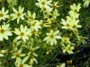 coreopsis-moonbeam