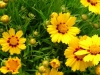 coreopsis-sunfire
