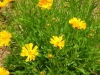 coreopsis-sunrise