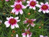 coreopsis-sweet-dreams