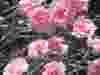 Dianthus-Candy-Floss
