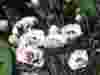 Dianthus-Coconut-Sundae-2
