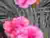 Dianthus-Slap-and-Tickle-2