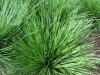 deschampsia-caespitosa