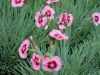 dianthus-pink-with-red-eye