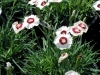 dianthus-white-with-red-eye