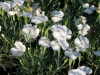dianthus-white