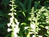 digitalis-purpurea-white