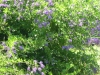 duranta-sapphire-showers