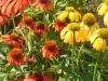 echinacea-purpurea-cheyenne-spirit