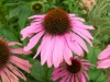 echinacea-purpurea