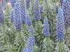 echium-fastuosum