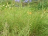 eragrostis-curvula