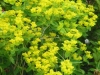 euphorbia-villosa