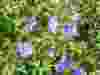 Geranium-Jolly-Bee-2