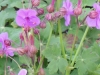 geranium-dalmaticum-deep-pink
