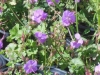 geranium-dalmaticum-lilac