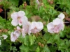 geranium-dalmaticum-pale-pink